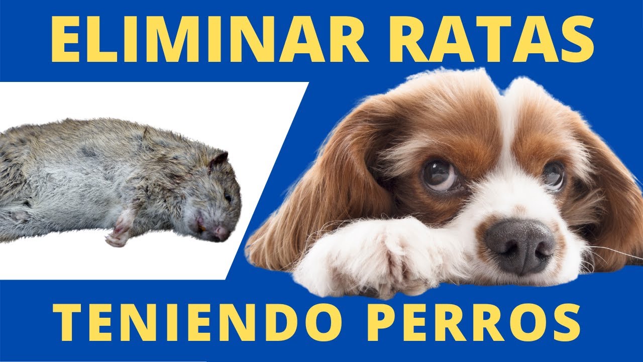 los perros ahuyentan a las ratas