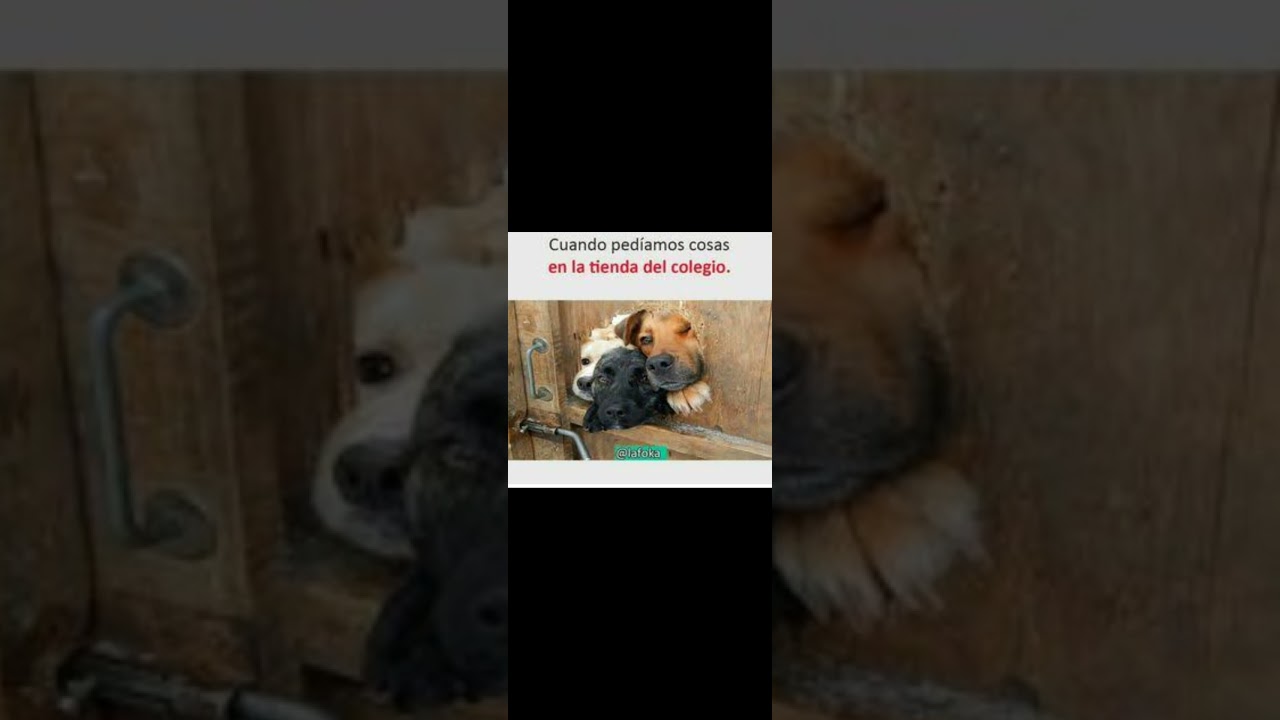 memes profesor memes vuelta al cole