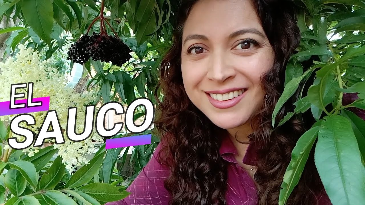 para qué sirve las flores de saúco