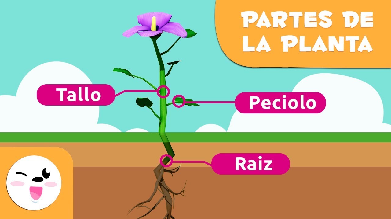 partes de una planta para completar