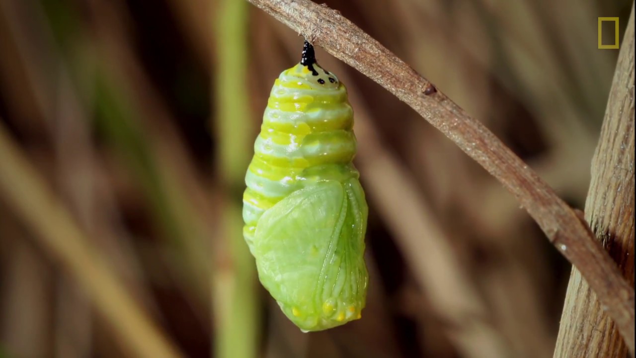 proceso de oruga a mariposa como se llama
