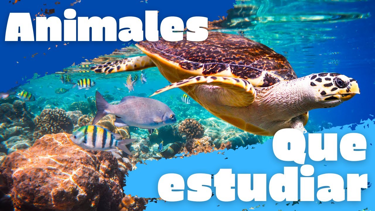 que estudiar para trabajar con animales