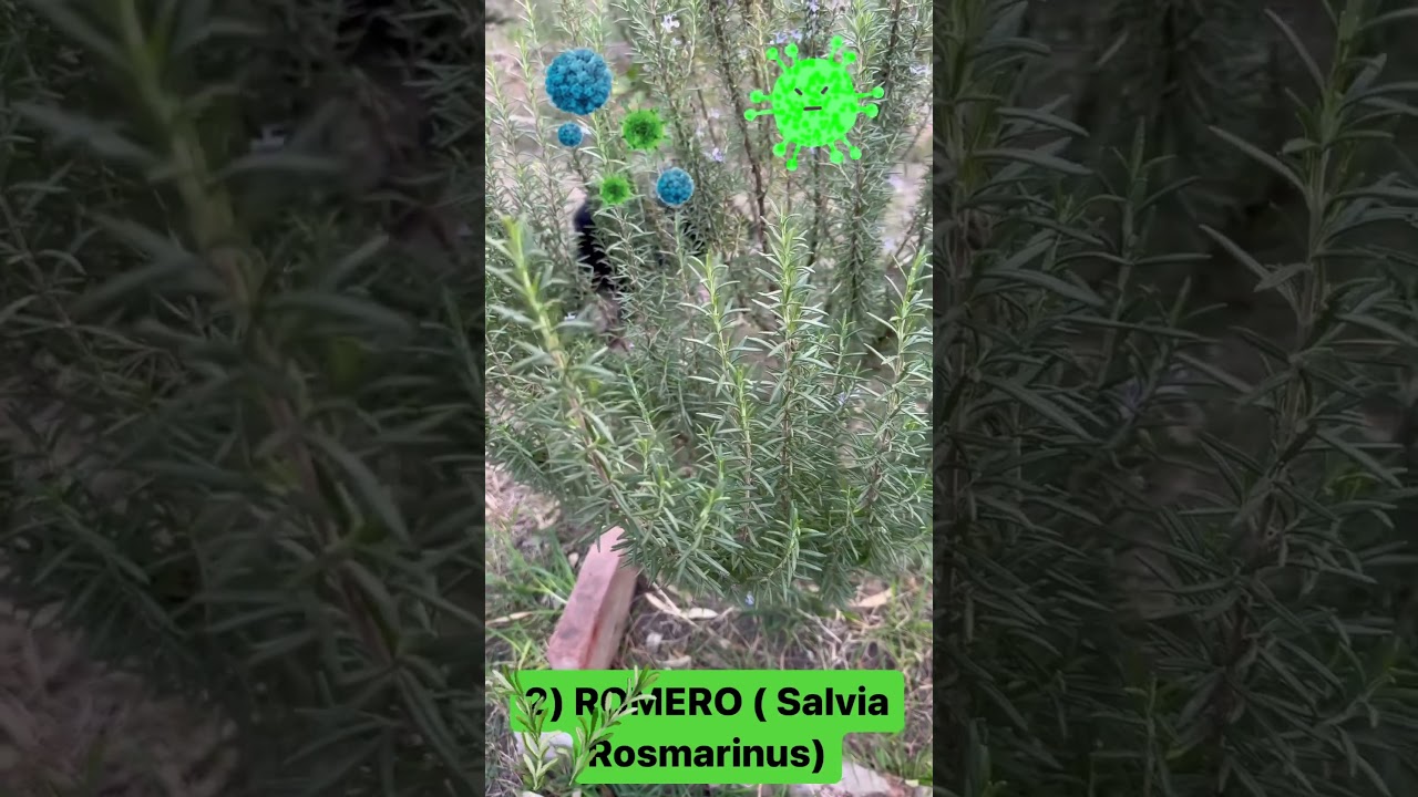 que infusiones son buenas para el resfriado