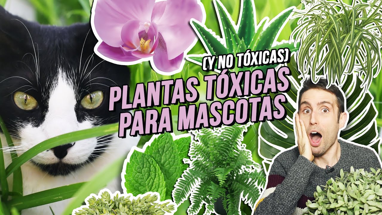 que plantas no son toxicas para los gatos