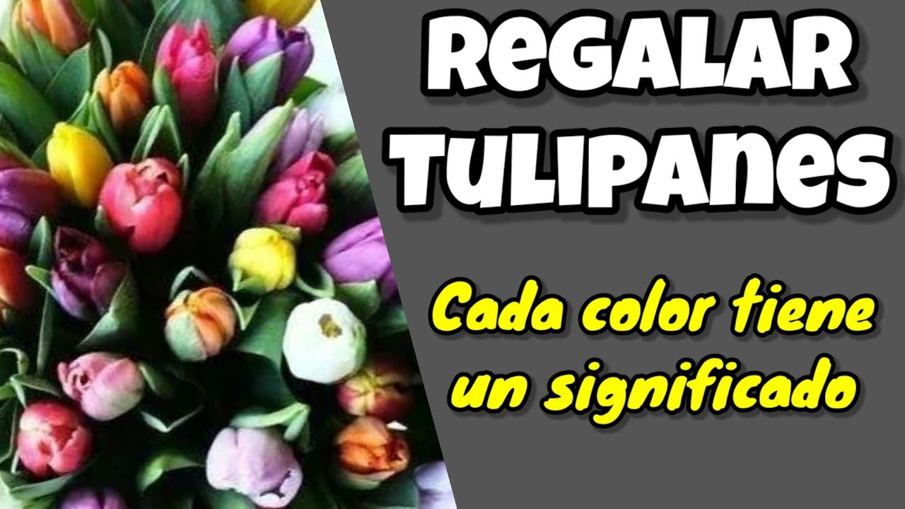 que significa que te regalen tulipanes