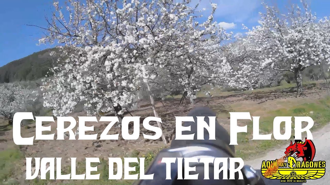 valle del tietar cerezos en flor