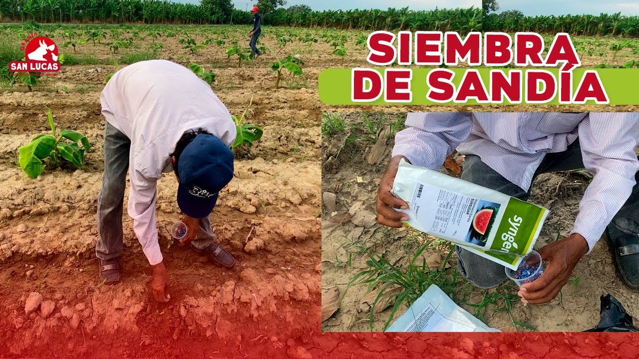 a que distancia se plantan las sandias