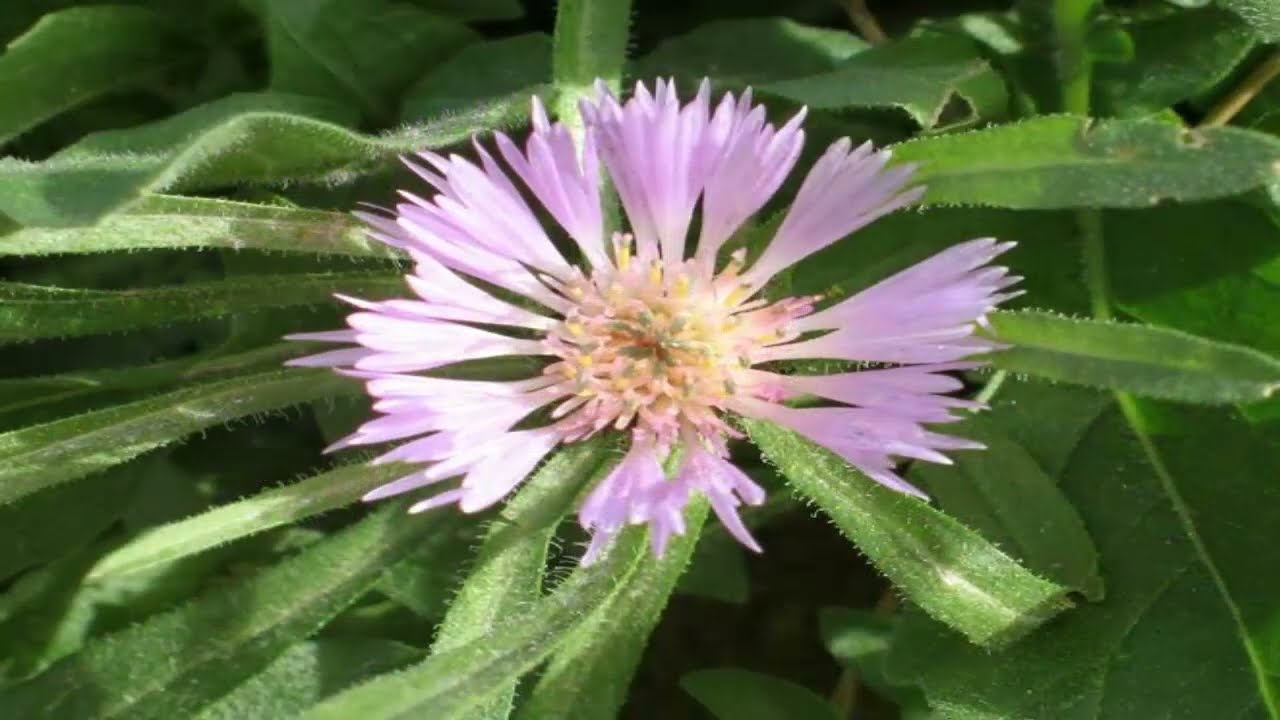 aceite de centaura para que sirve