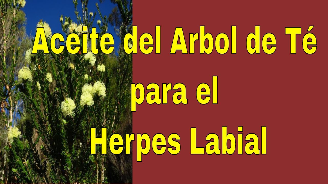 arbol de te para el herpes