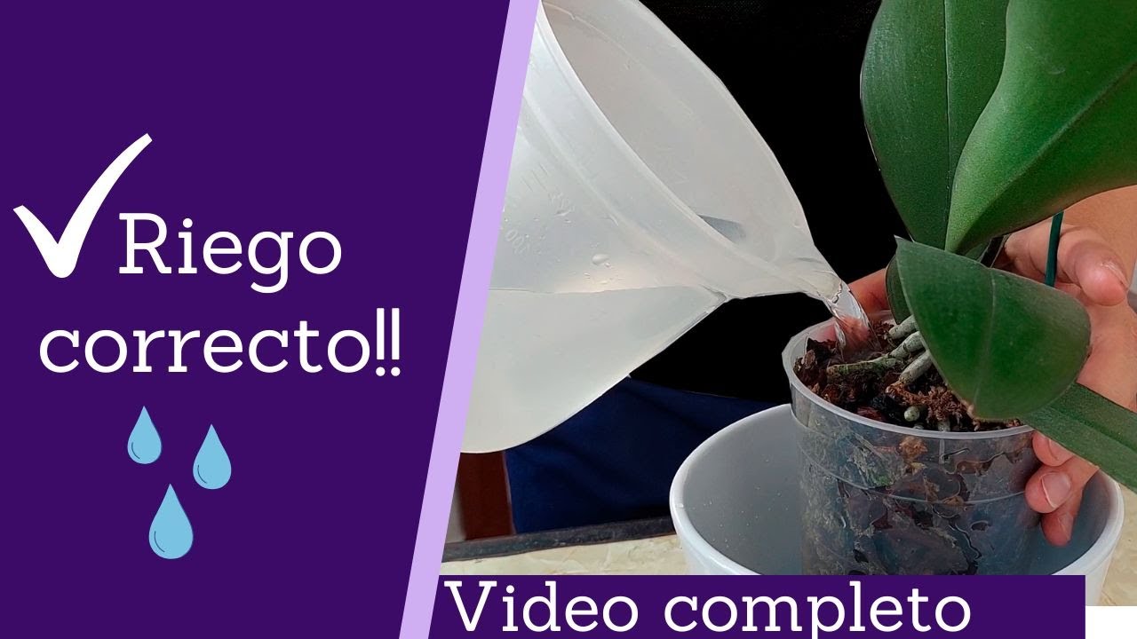 cada cuánto se riegan las orquídeas