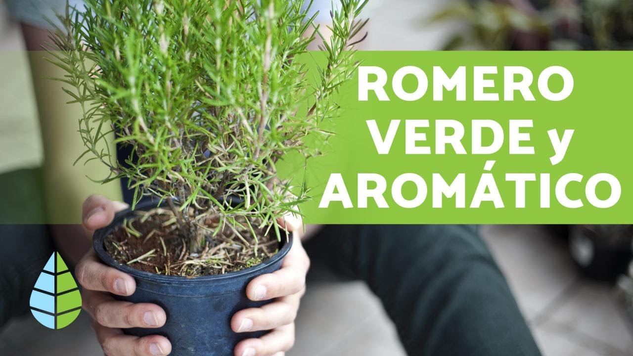 como cuidar la planta de romero