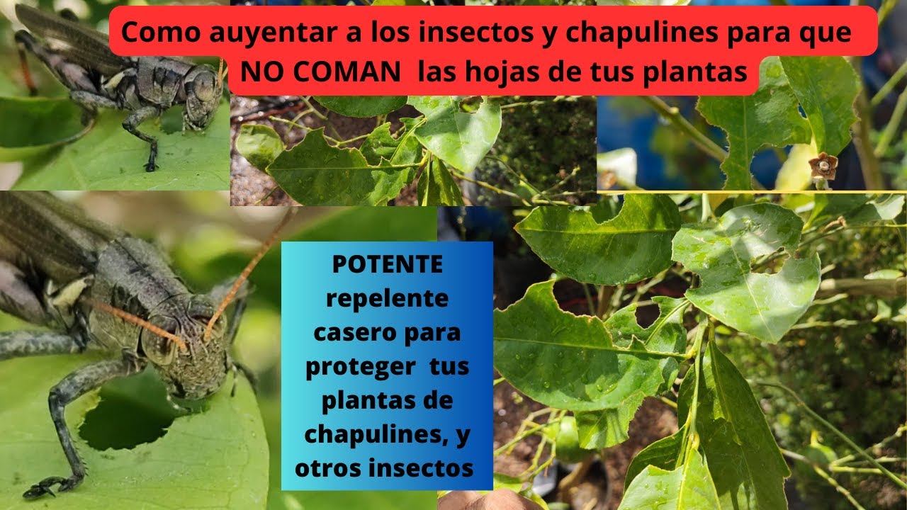 como eliminar saltamontes de las plantas