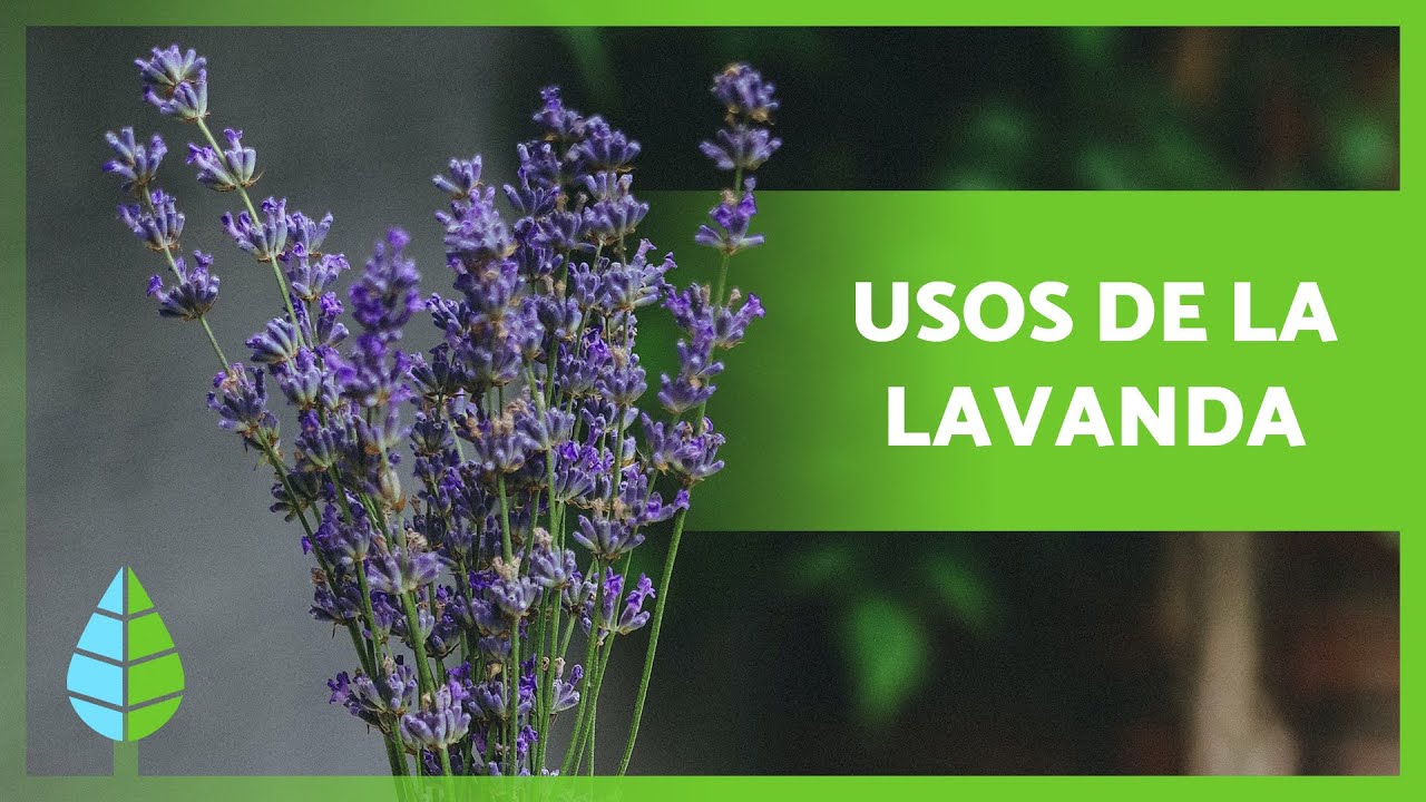 cómo es la flor de lavanda