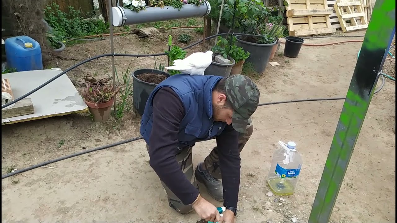 como quitar un enjambre de avispas