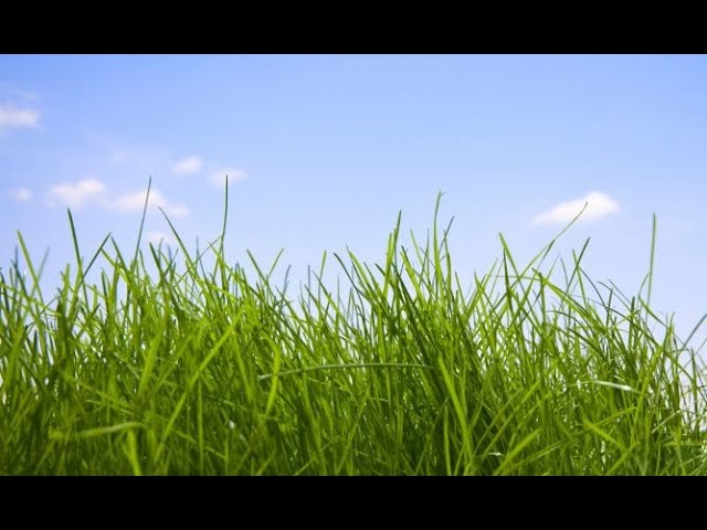 como quitar verdin de la ropa