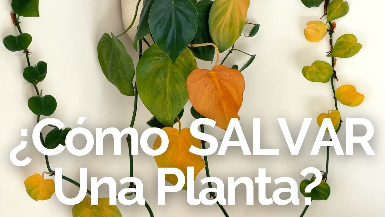 como revivir una planta de interior