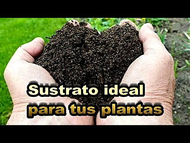 como usar el sustrato para plantas