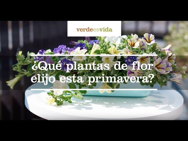cual es la primera flor de la primavera