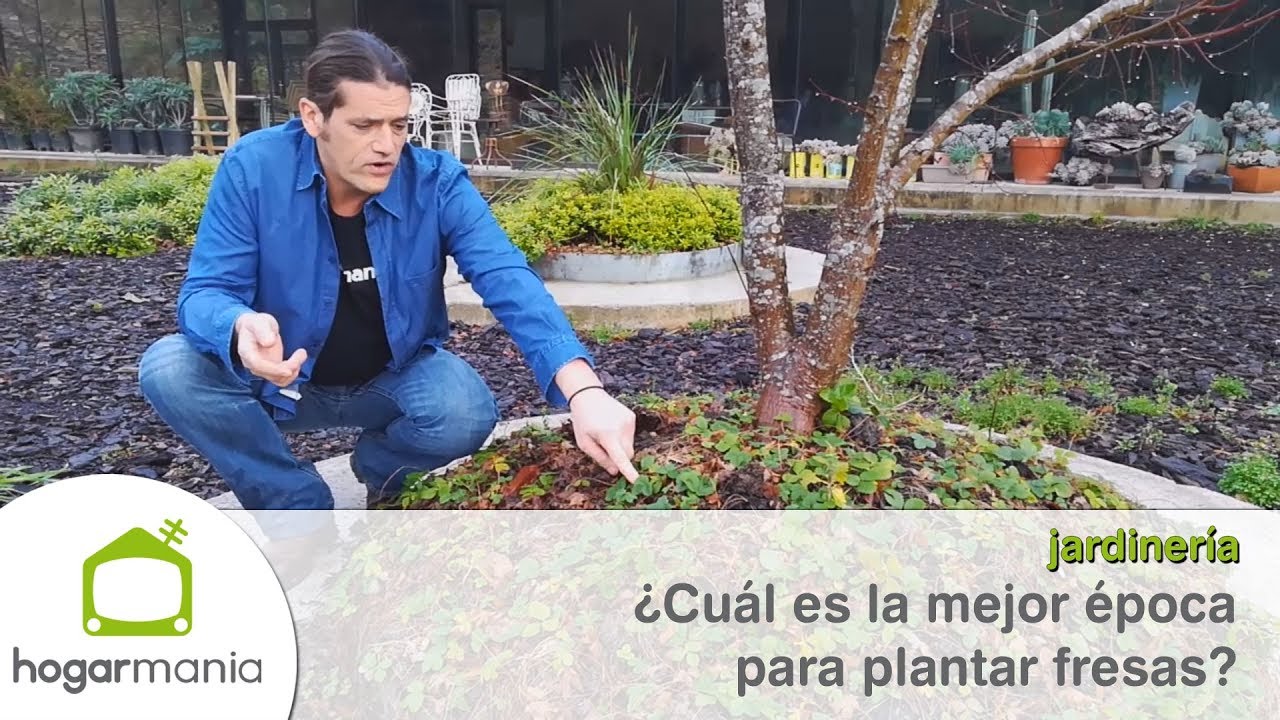 cuándo es el tiempo de las fresas