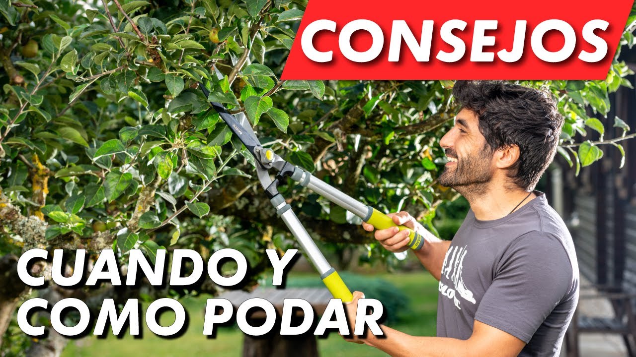 cuando se podan las plantas de exterior