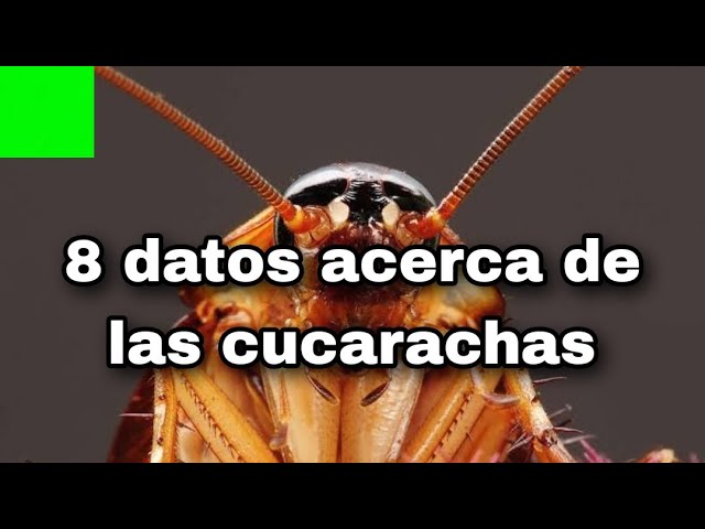 cuantos huevos puede poner una cucaracha