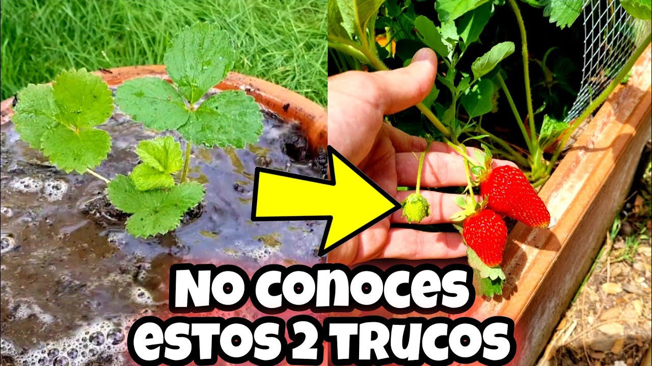 cuidado de las fresas en maceta