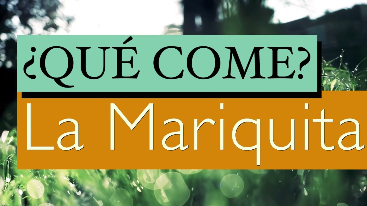 de q se alimentan las mariquitas