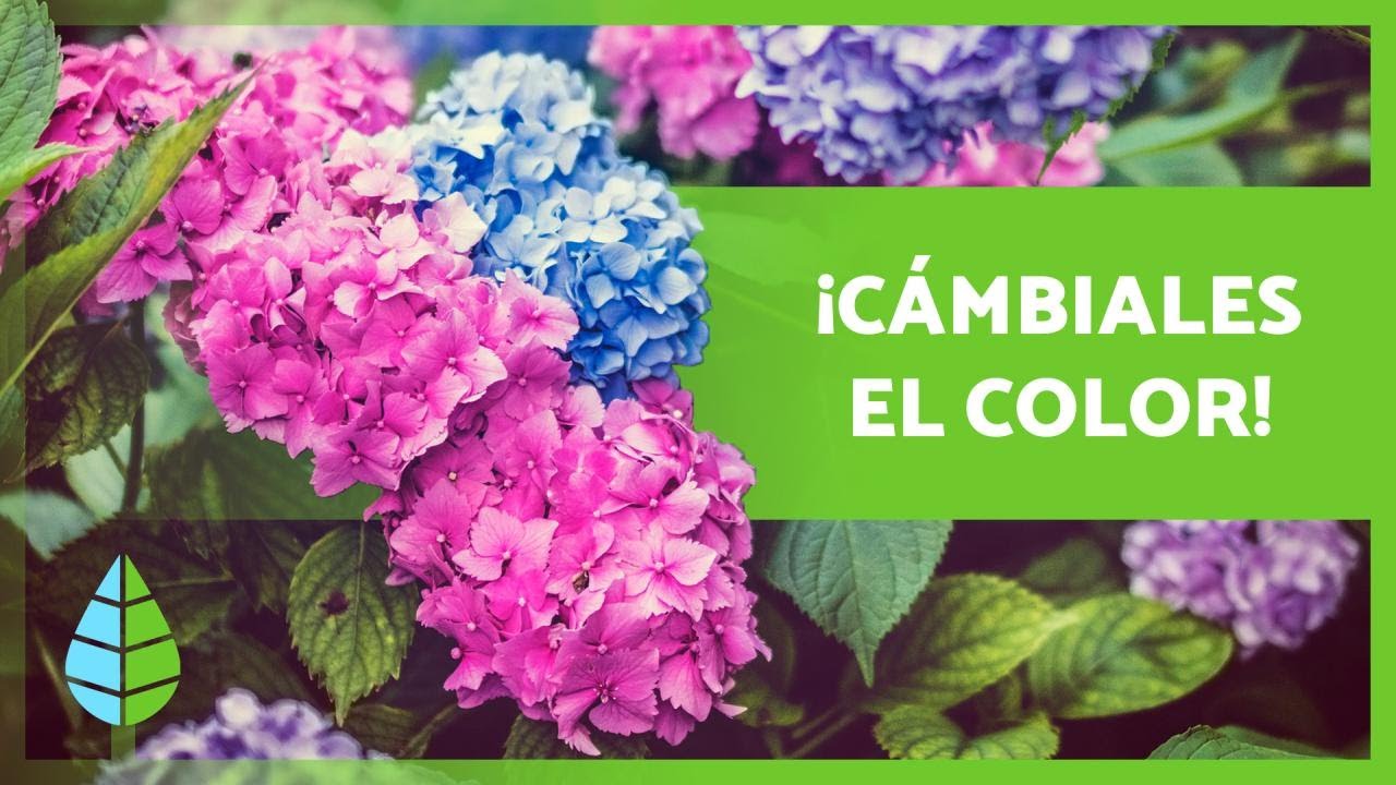 de que depende el color de las hortensias