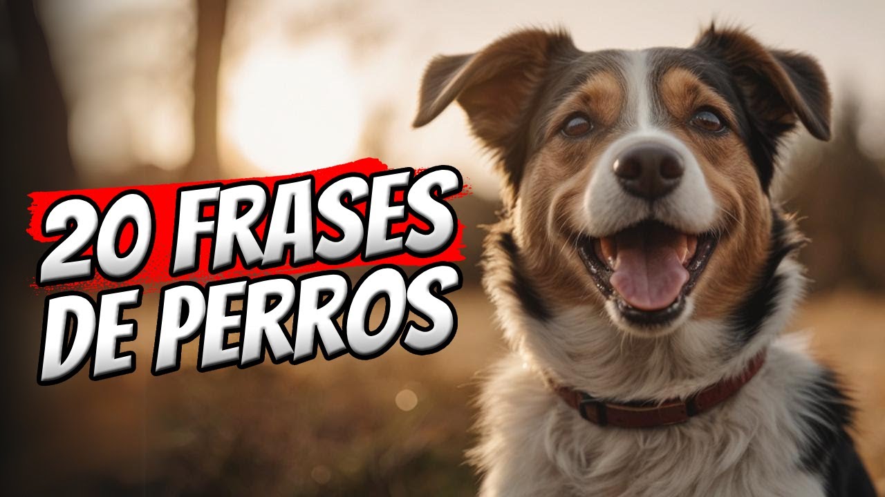 dedicatorias frases bonitas de perros cortas