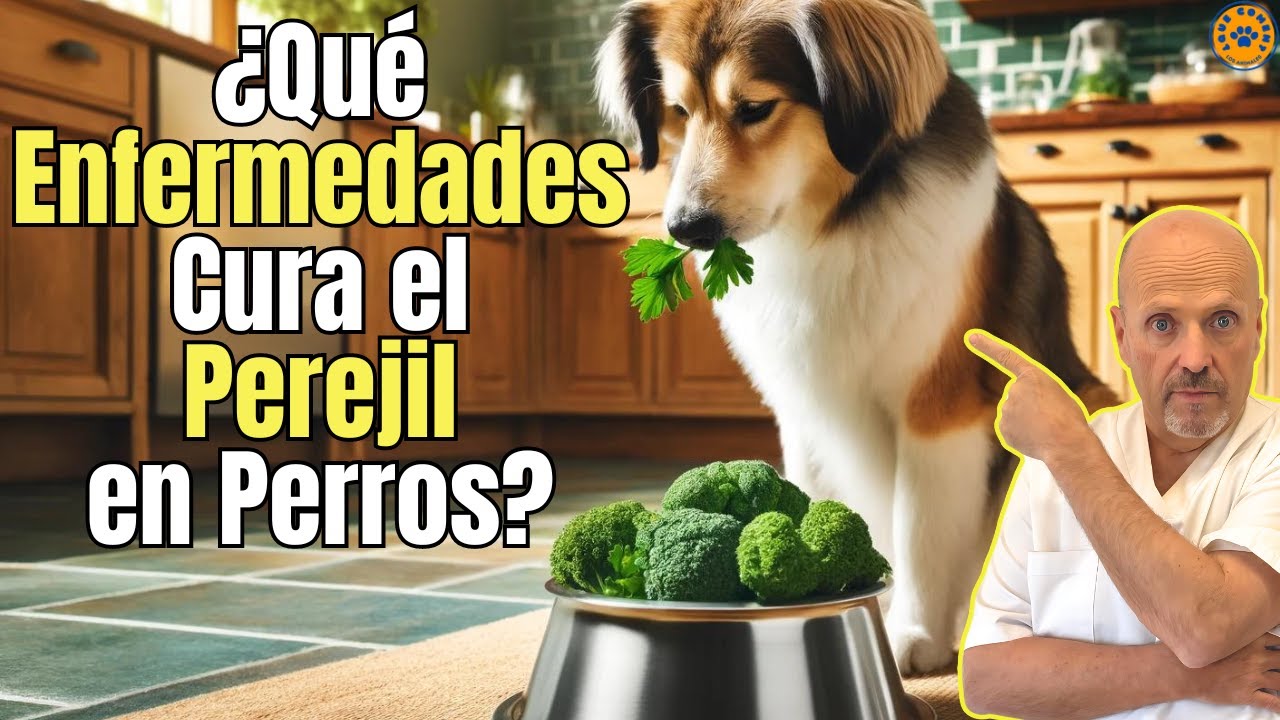 el perejil es venenoso para los perros