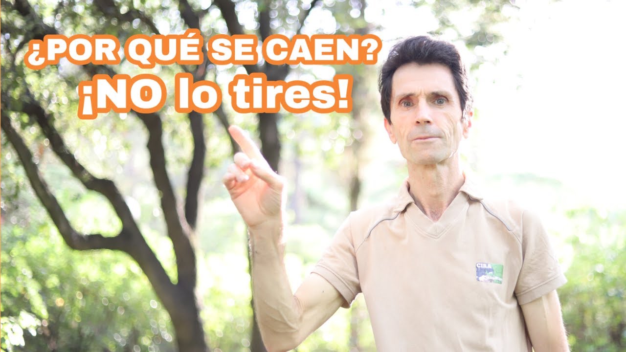 en qué mes se caen las hojas