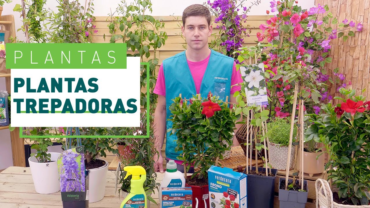 enredadera con flores todo el año
