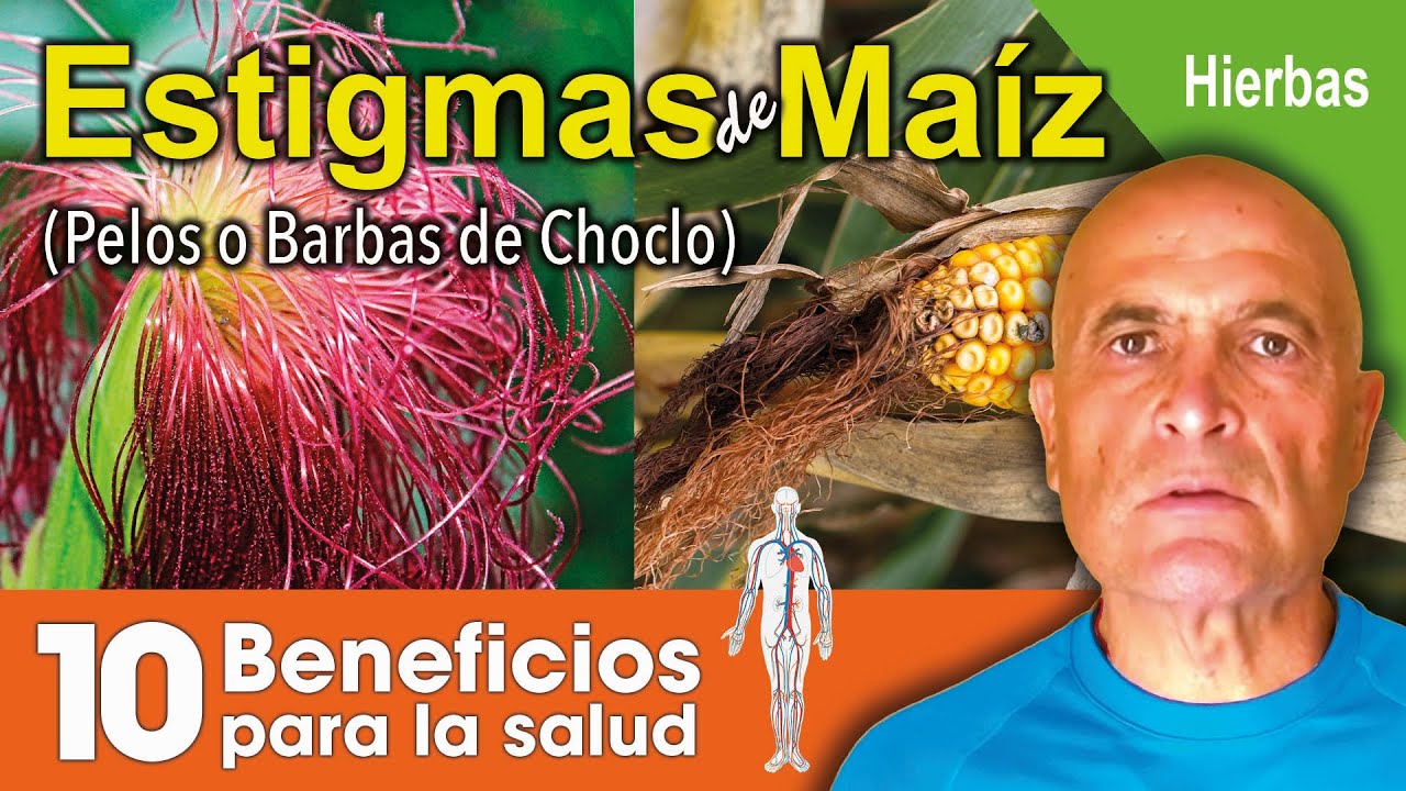 estigma de maiz para que sirve