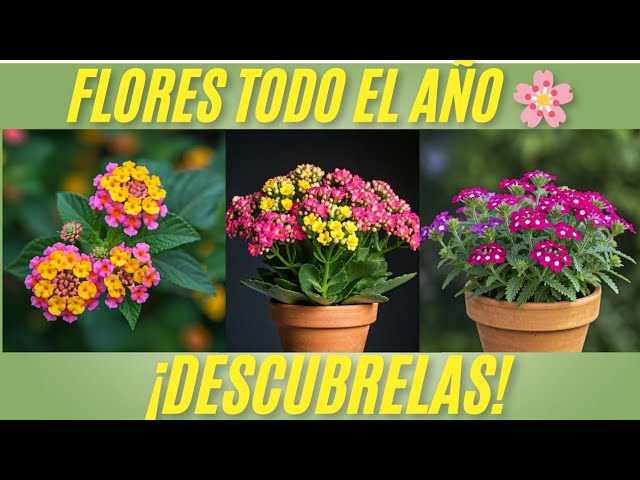 flores para jardin todo el año
