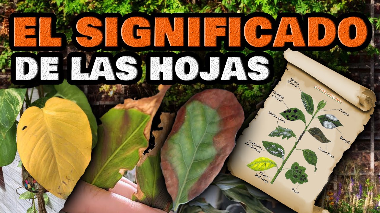 hojas marrones en plantas de exterior