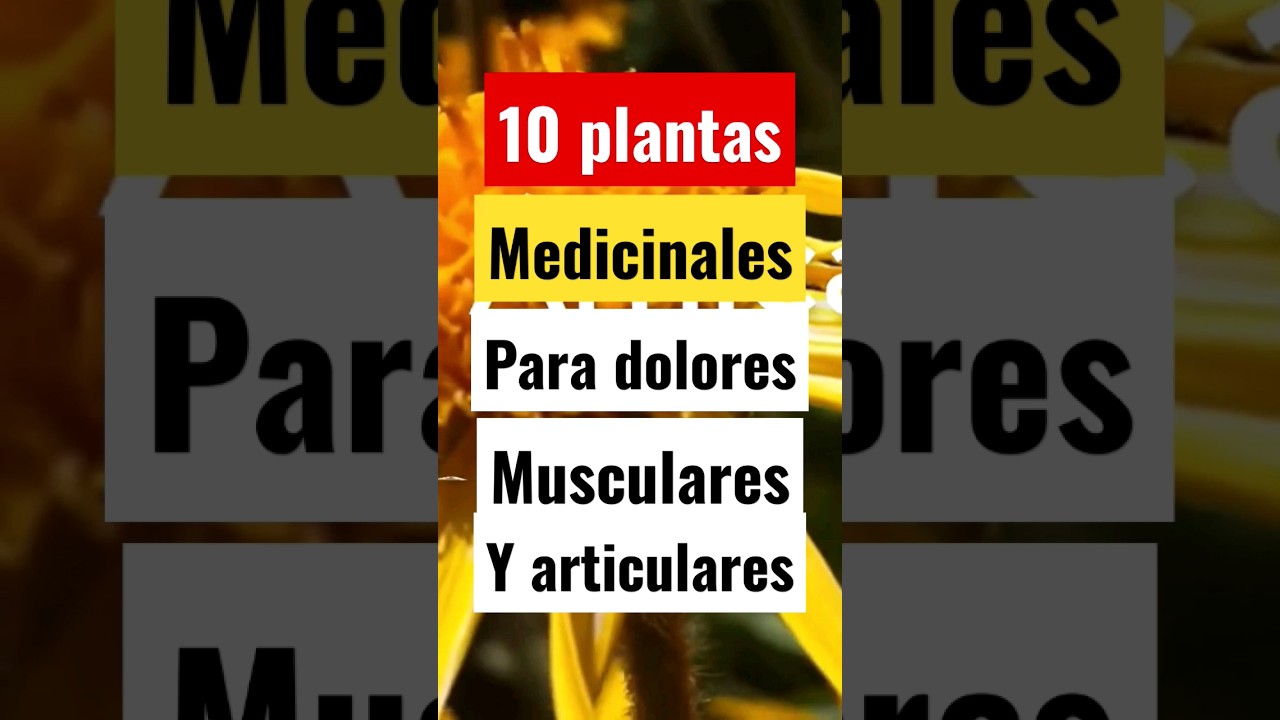 infusiones para dolores articulares y musculares