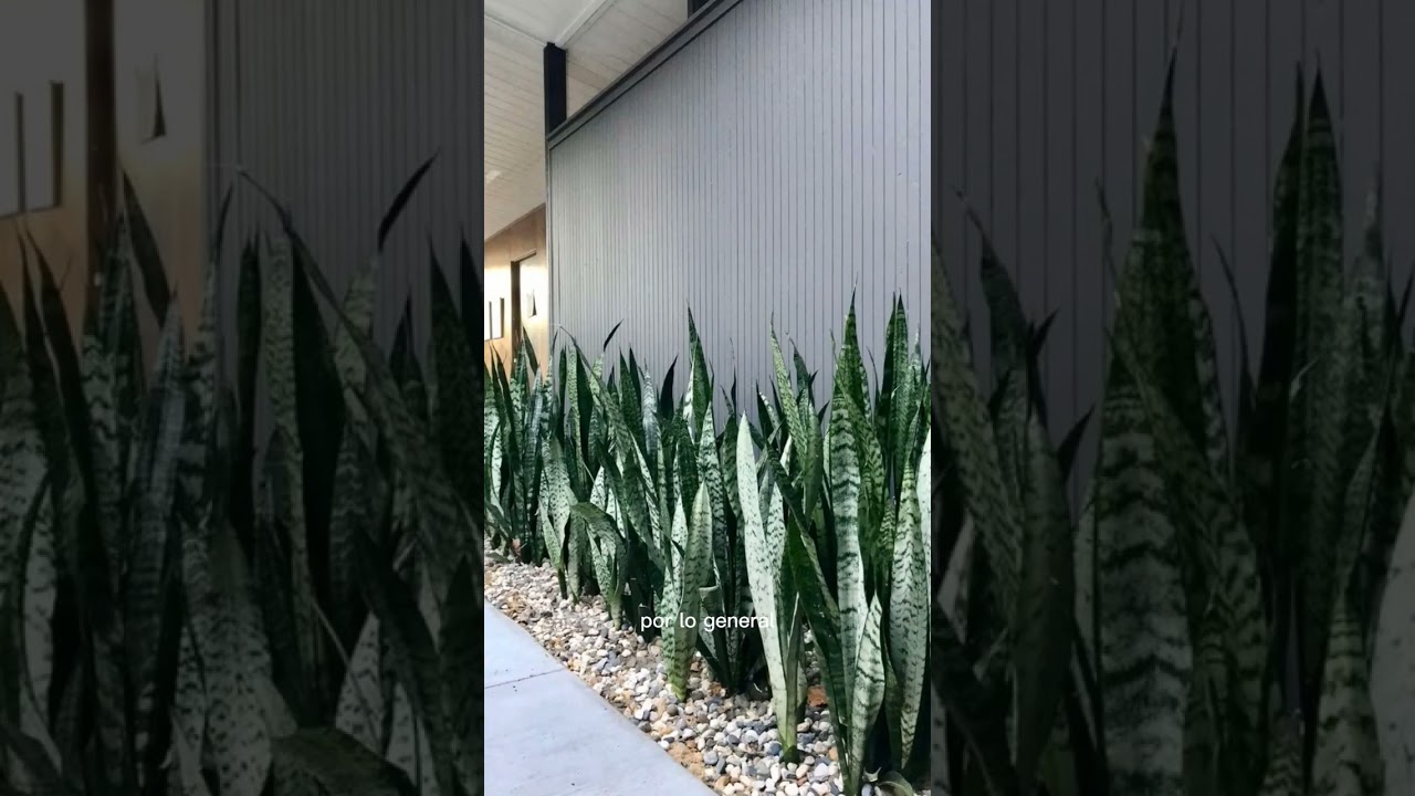 lengua de suegra exterior o interior