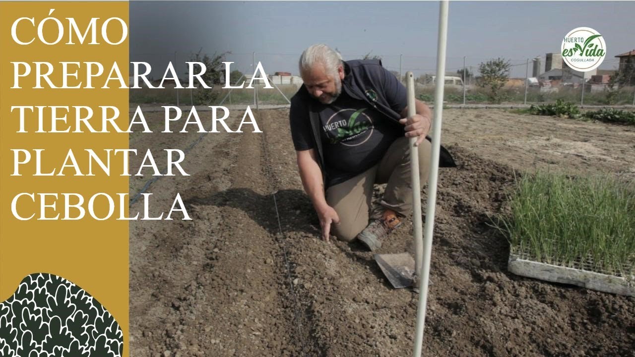 marco de plantación de la cebolla