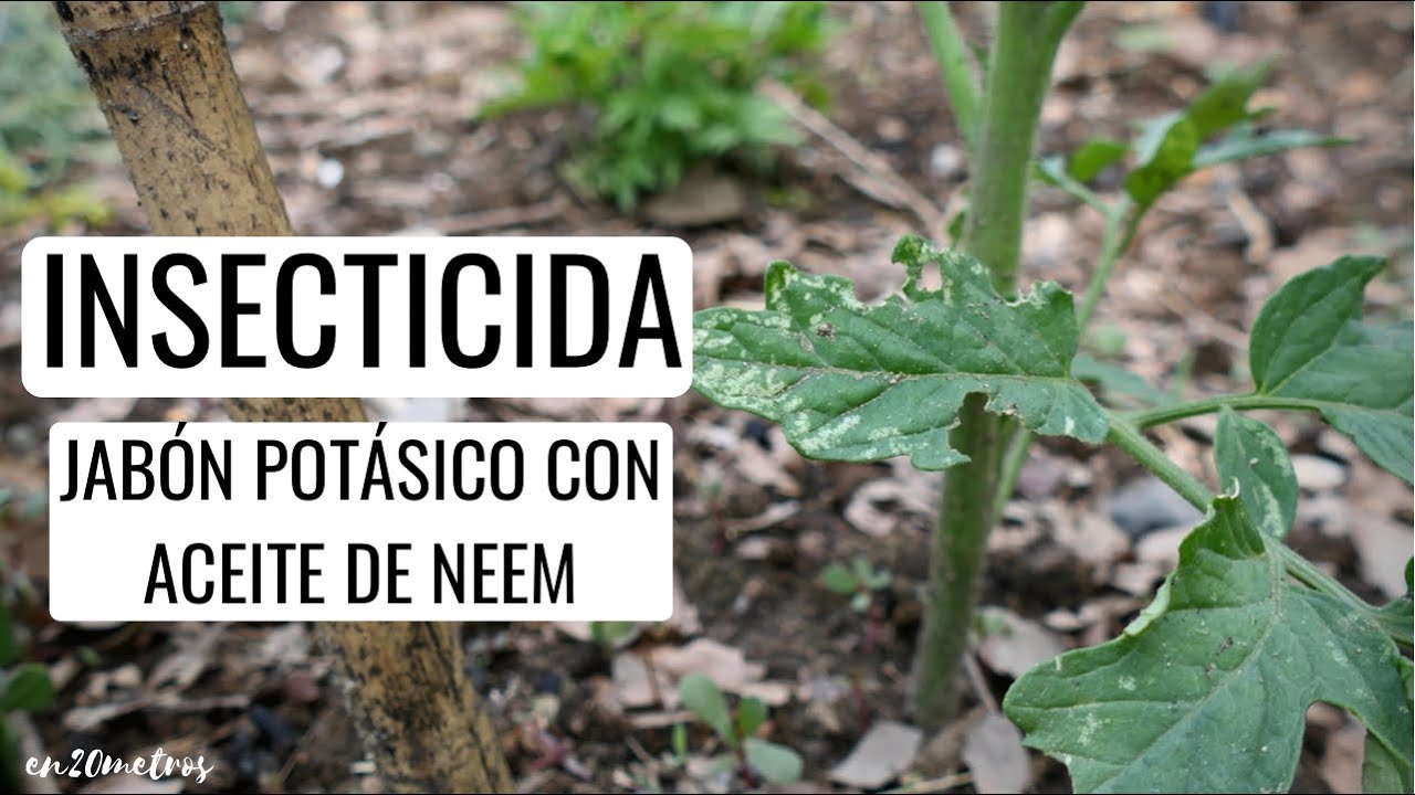 mezclar aceite de neem y jabon potasico
