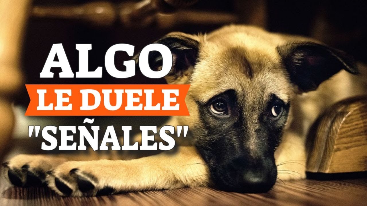 mi perro se queja de repente