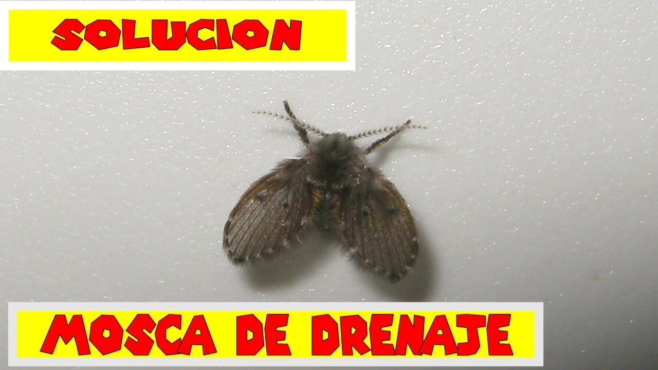 moscas de la humedad como eliminarlas