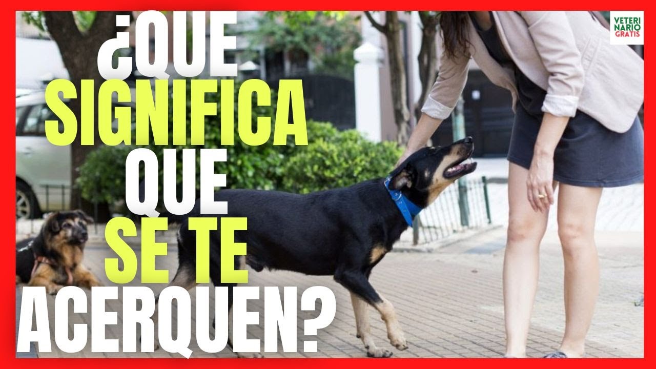 personas que atraen a los animales