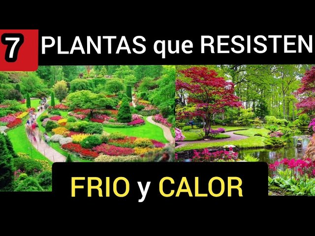 planta que aguanta frio y calor