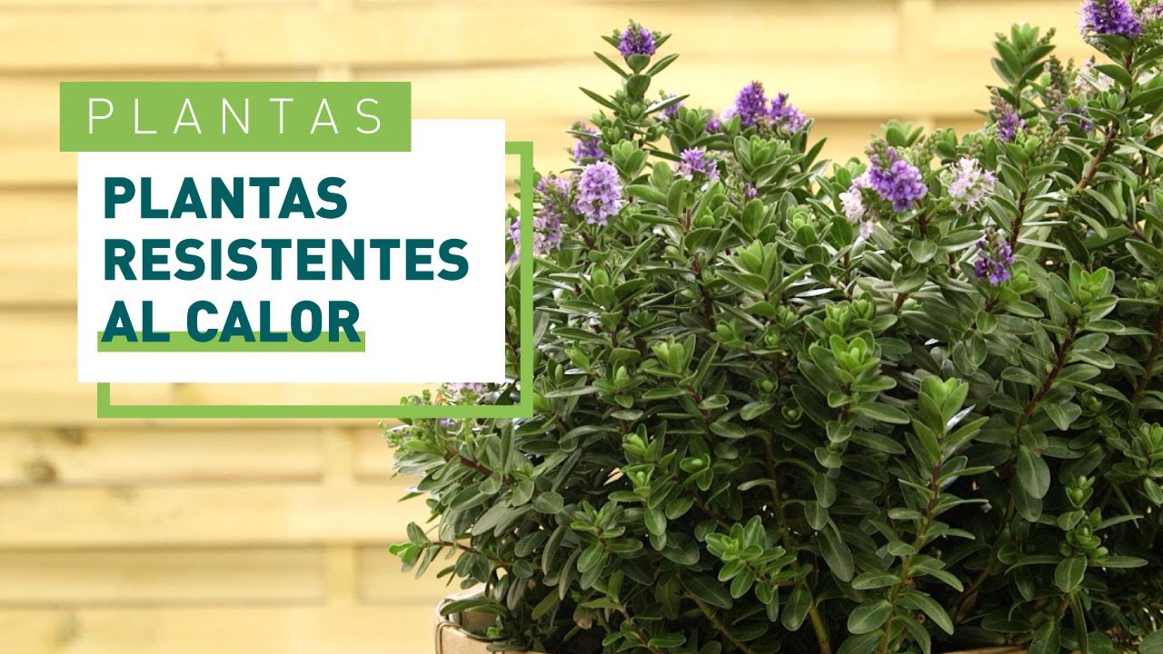 plantas de exterior resistentes todo el año sin flor