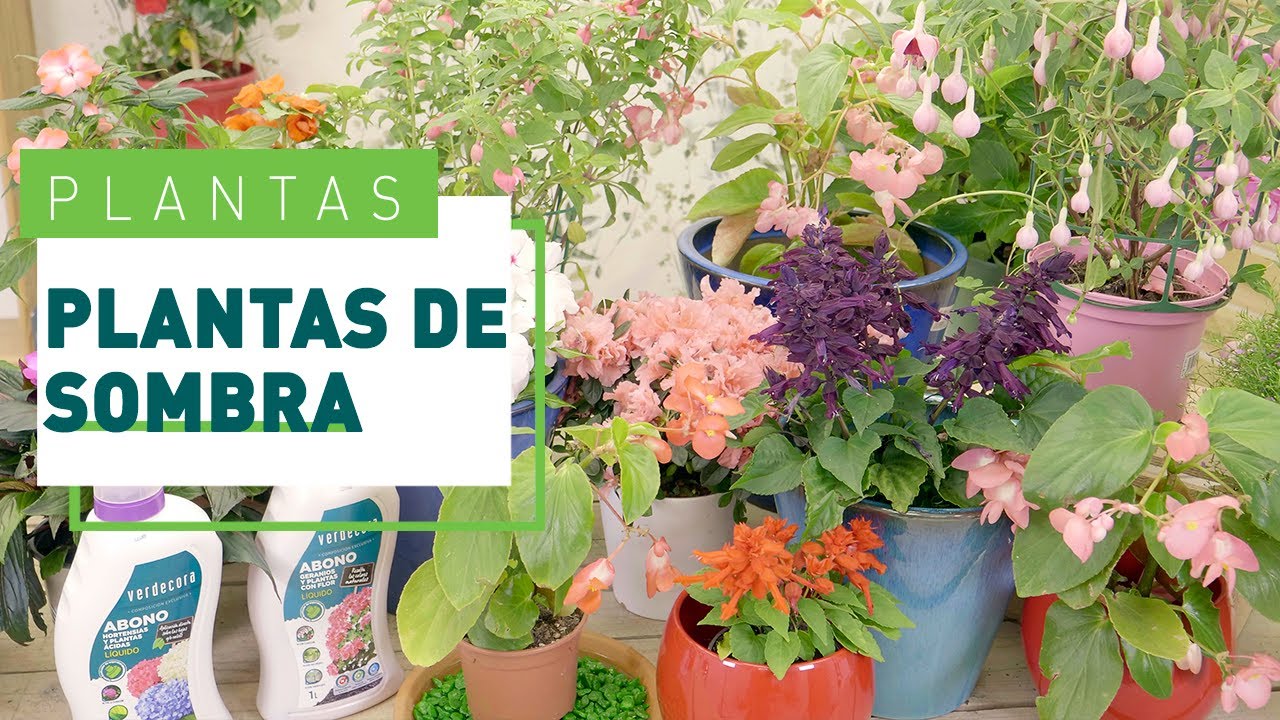 plantas para patios interiores sin sol