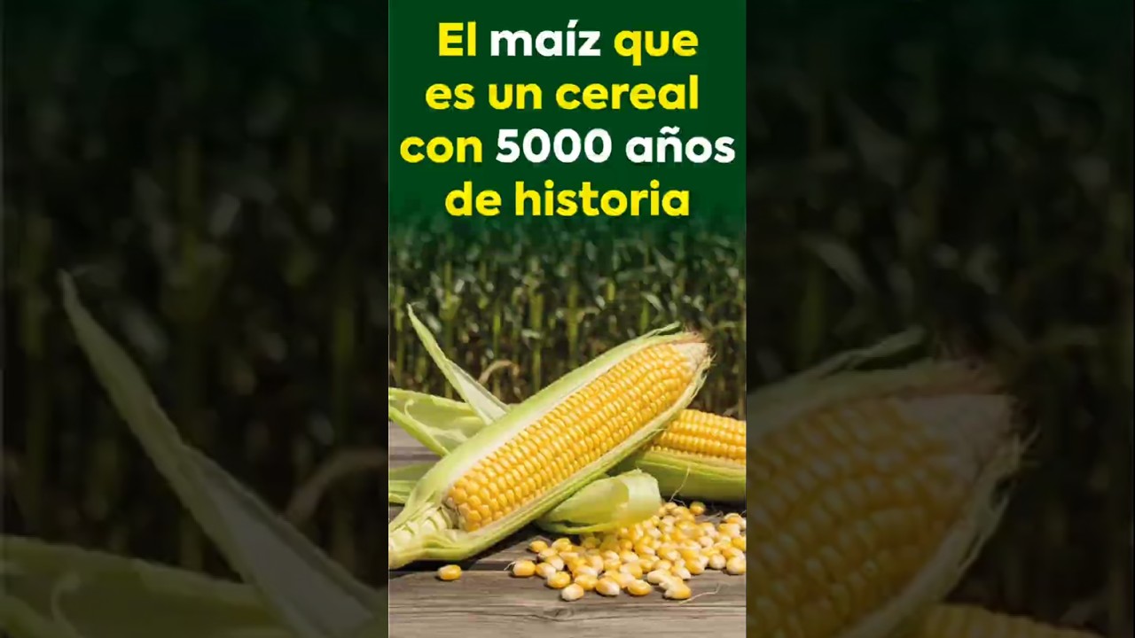 que es el maíz fruta o verdura