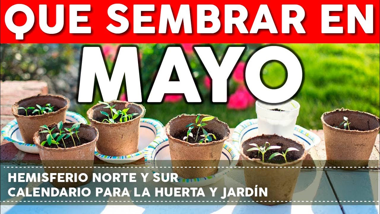 que plantar en el huerto en mayo