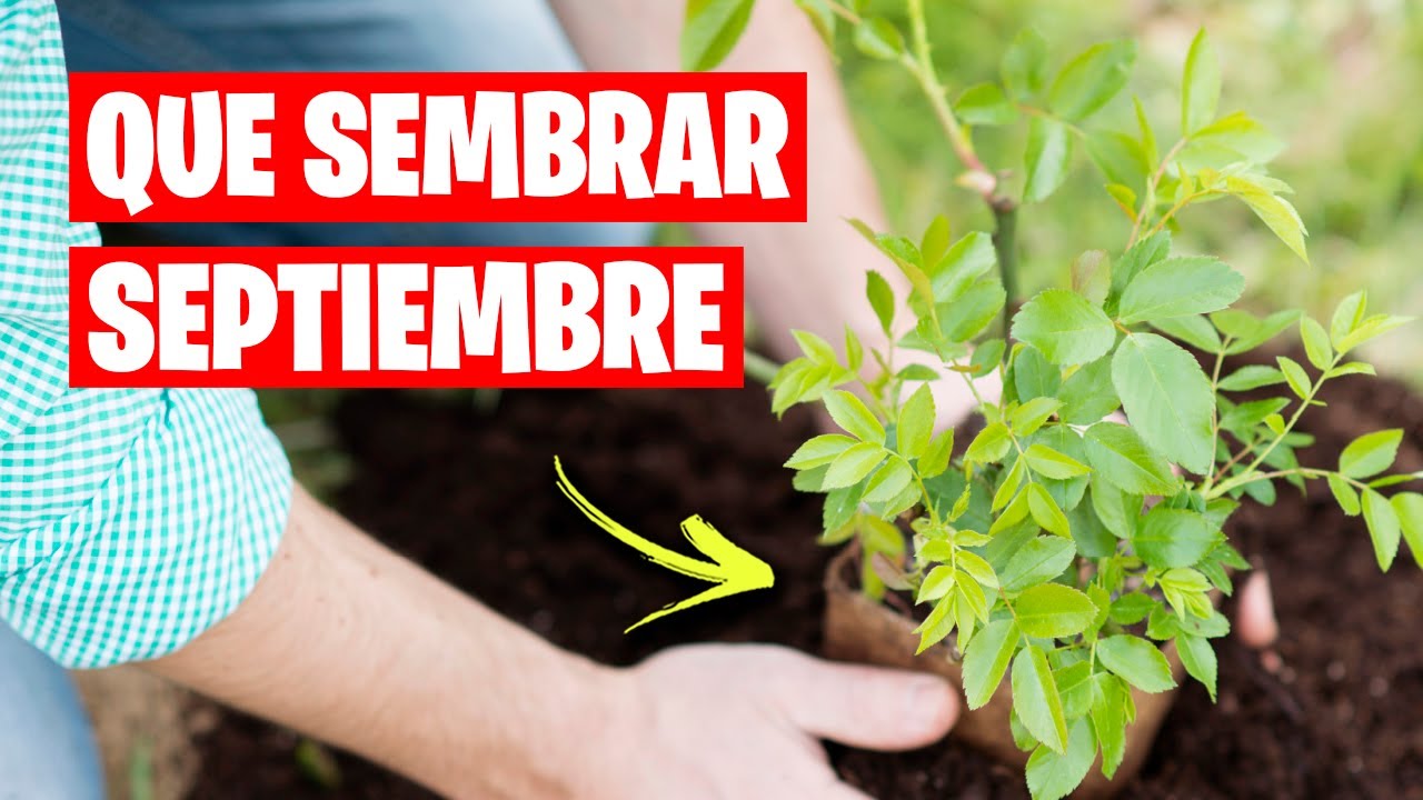 que plantar en septiembre en murcia