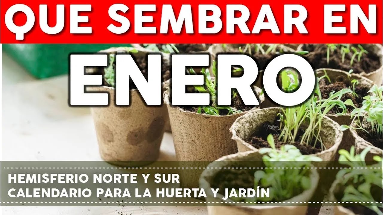 qué se puede plantar en enero