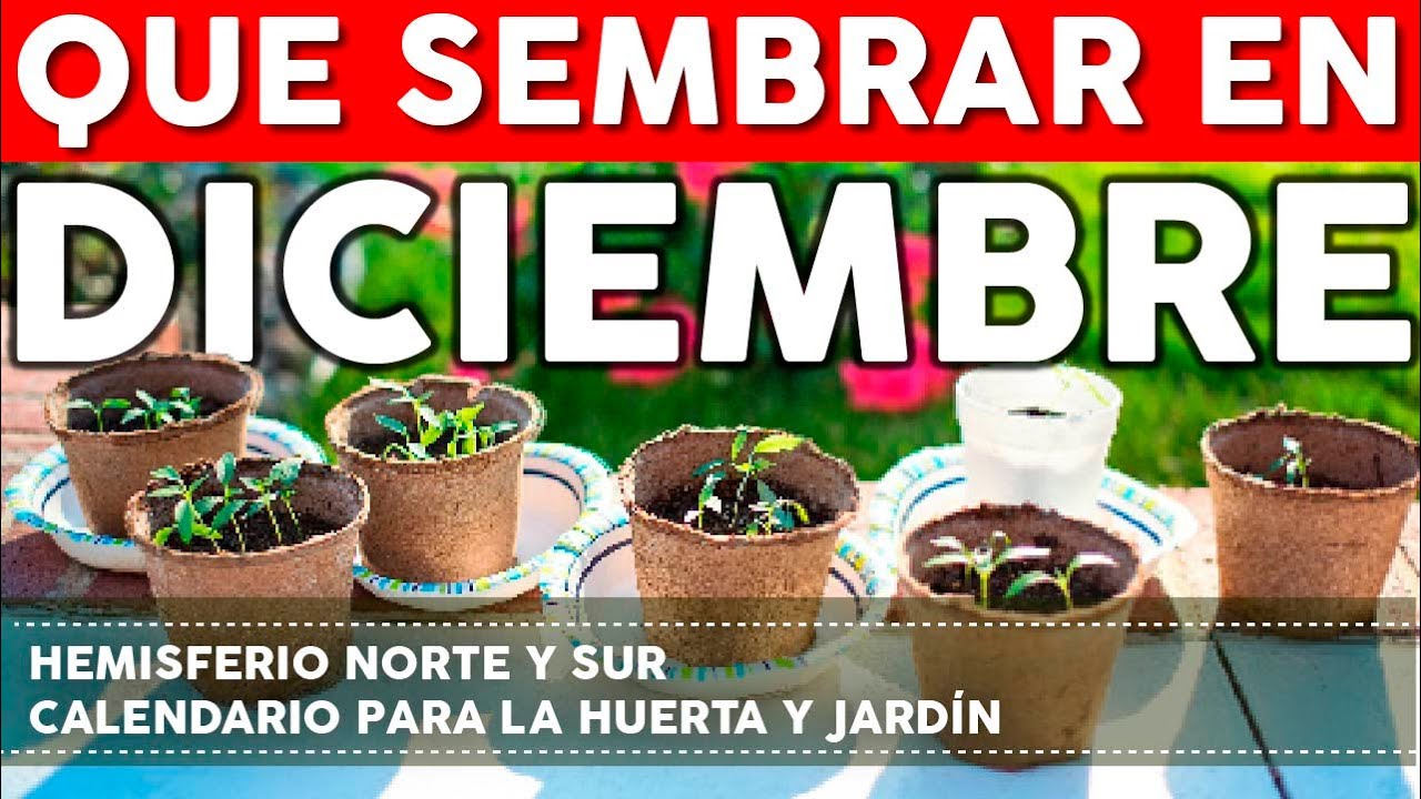 que se puede sembrar en diciembre